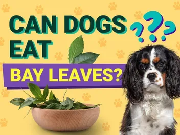 Can Dogs Eat Bay Leaves? Vet Approved Facts & FAQ