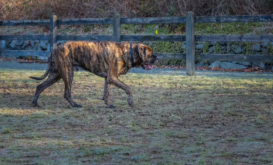 Brindle Mastiff walking along a wooden fence outdoors