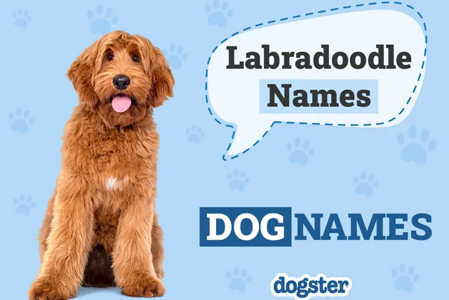 179 Awesome Labradoodle Names for Your Curly Friend