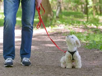 Walk Your Dog Month 2026: When It Is & How to Celebrate