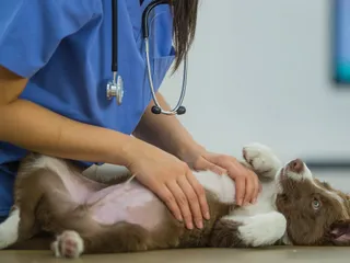 Puppy Diseases & Other Conditions to Worry About