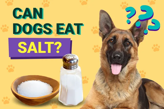 Can Dogs Eat Salt? Vet-Verified Facts, Risks & FAQ