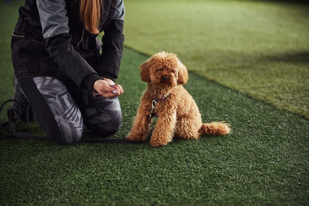 Dog trainer with a treat in her fist neside a puppy