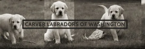 carver labradors logo