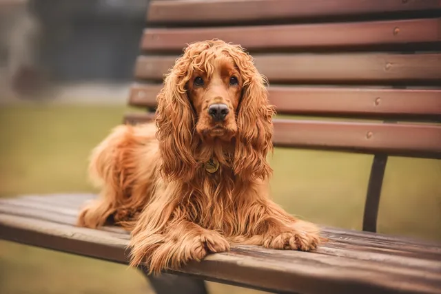 What Were Cocker Spaniels Bred for? History, Facts & Breed Info