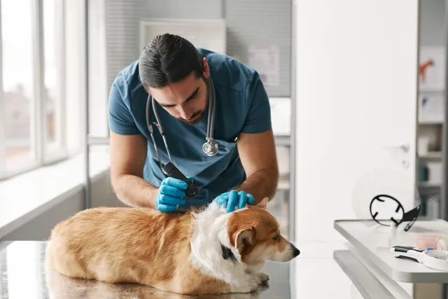 Dog Skin Discoloration: Vet-Reviewed Causes & Treatment