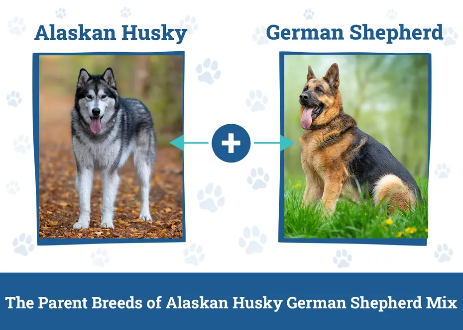 The Parent Breeds of Alaskan Husky German Shepherd Mix