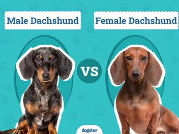 Male vs Female Dachshund: The Differences (With Pictures)