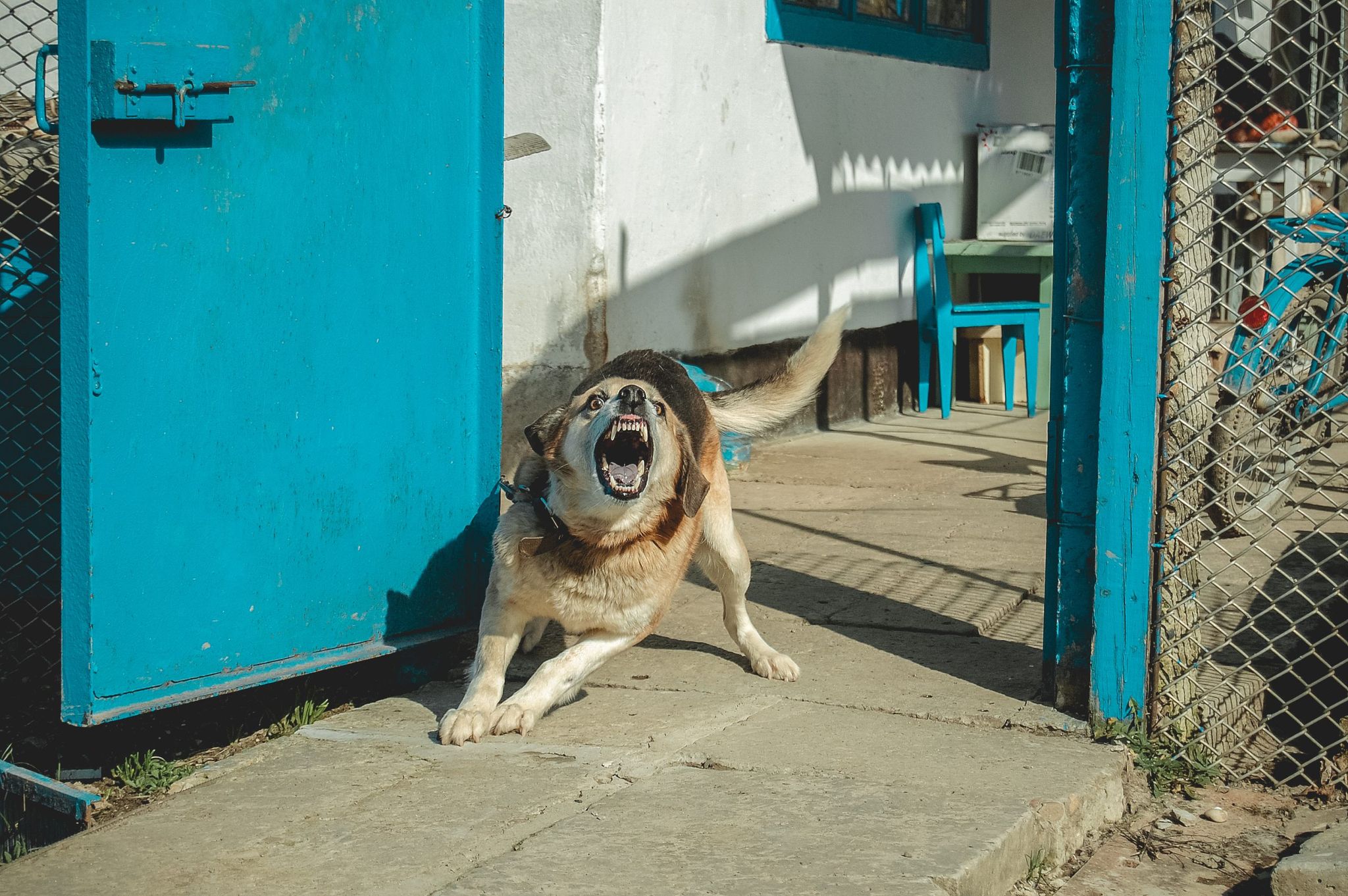 angry dog, Barking enraged dog at home