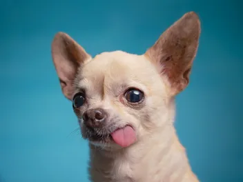 How Long Do Chihuahuas Live? Average Lifespan, Data & Care Guide