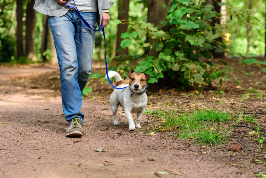 male owner walking his dog in the forest