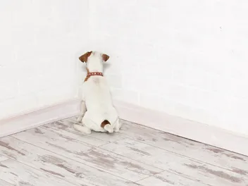 Why Does My Dog Stare at the Wall? 5 Vet-Verified Reasons Explained