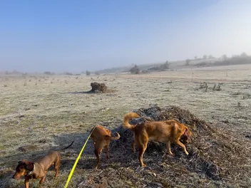 Keeping the Peace in a Multi-Dog Household: Lava, Hela & Lajka Make It Work