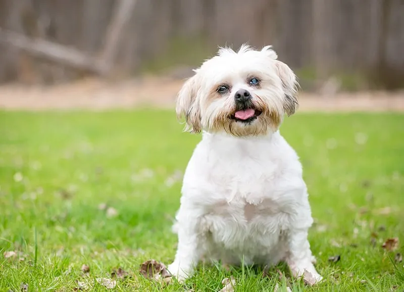 Shih Tzu dog with cataract