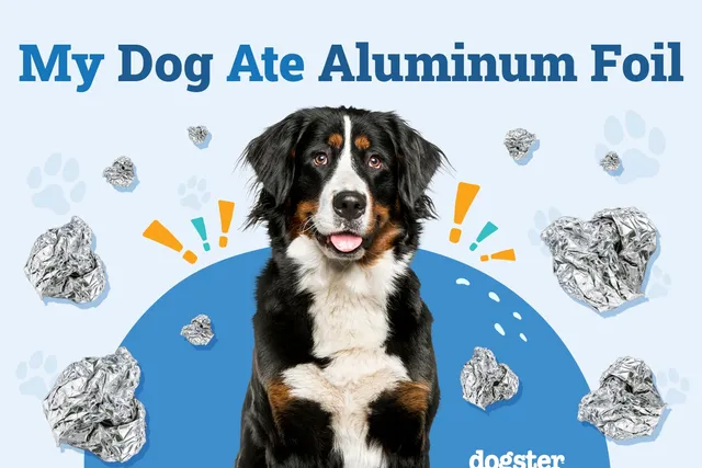My Dog Ate Aluminum Foil! Our Vet Explains What to Do Now