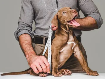How to Measure a Dog for Clothes: 4 Vet-Verified Tips