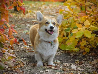 How Big Do Corgis Get? Average Weight & Growth Chart
