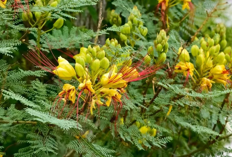 Yellow and red colored garden flowers of the Bird of Paradise Bush or Poinciana gilliesii.