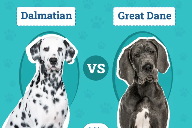 Dalmatian vs Great Dane: Key Differences (With Pictures)