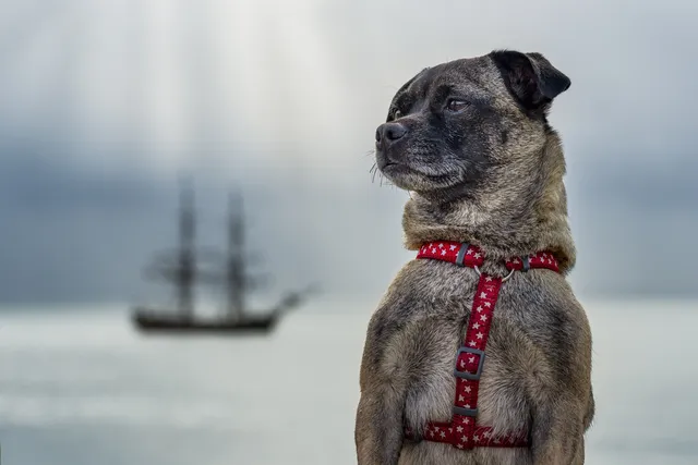 Jug (Jack Russell & Pug Mix) Dog Breed: Info, Pictures, Traits, & Facts