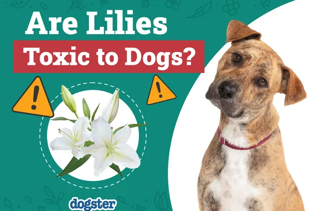 Are Lilies Toxic to Dogs? Vet-Verified Facts, Info & Poison Help