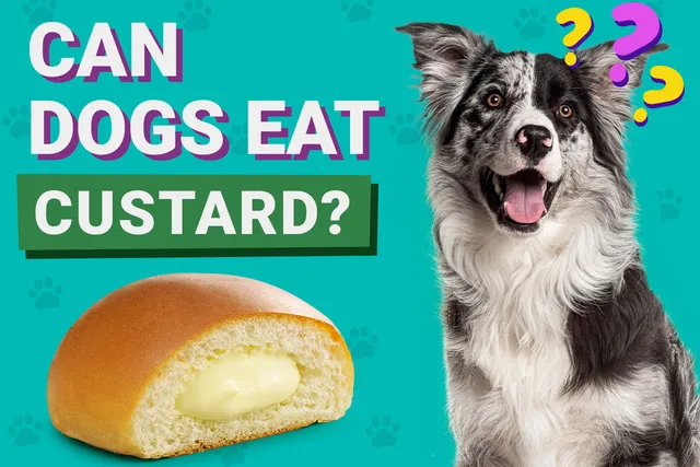 Can Dogs Eat Custard? Vet Approved Advice