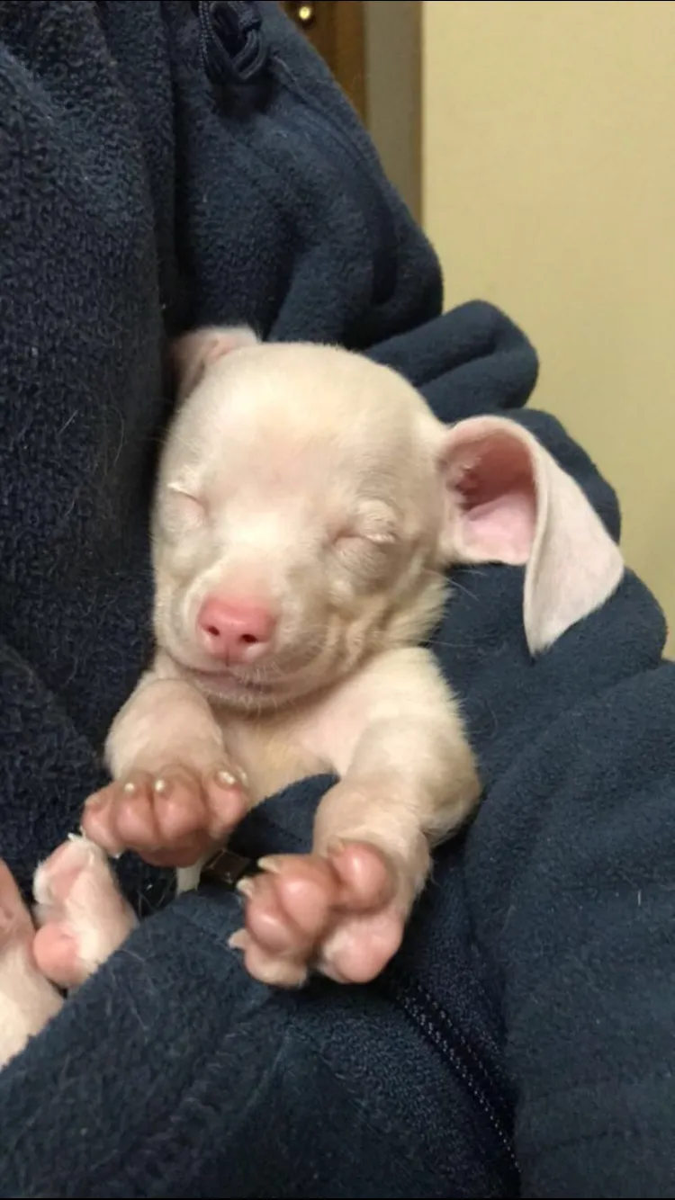 Small pink puppy sleeping in a fleece jacket