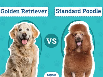 Golden Retriever vs Standard Poodle: Main Differences (With Pictures)