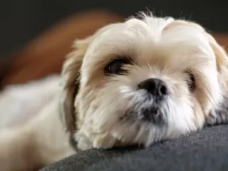 Is a Shih Tzu Hypoallergenic? Everything You Want to Know