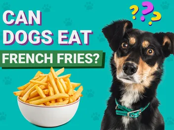 Can Dogs Eat French Fries? Vet-Approved Nutrition Facts & FAQ