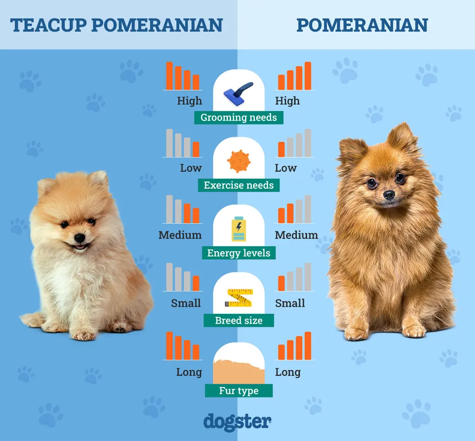Dogster_Side by Side Comparison_Teacup Pomeranian vs Pomeranian