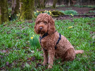 Red Cockapoo: Info, Pictures, Origin & History