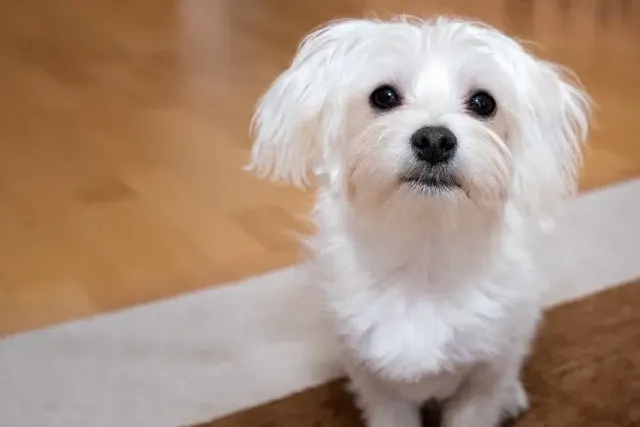 Can I Leave My Maltese Alone at Home? Vet-Verified Behavior & FAQ