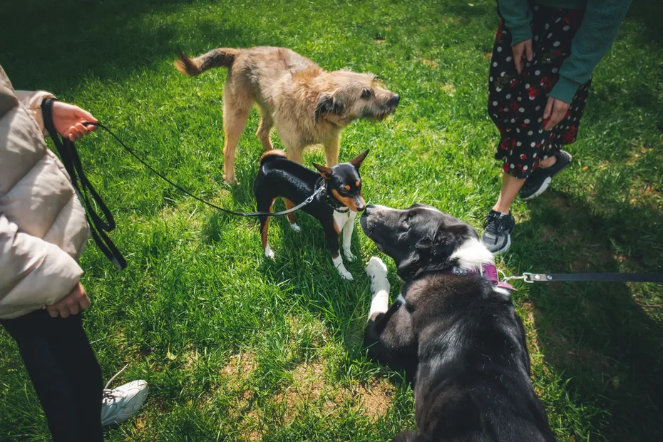 Dogs sniffing each other in a park
