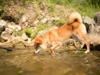 Can a Dog Smell Water? Canine Smell Capabilities Explored