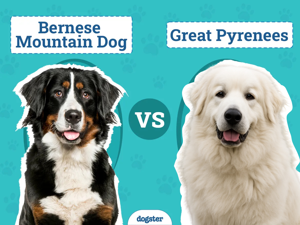 Bernese Mountain Dog vs Great Pyrenees: Key Differences (With Pictures)