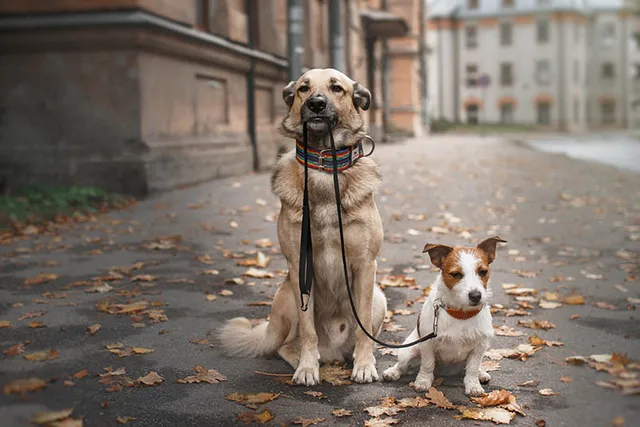 What Happens if I Don’t Take My Dog for a Walk? Our Vet Answers