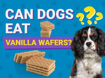 Can Dogs Eat Vanilla Wafers? Vet-Reviewed Facts & FAQ