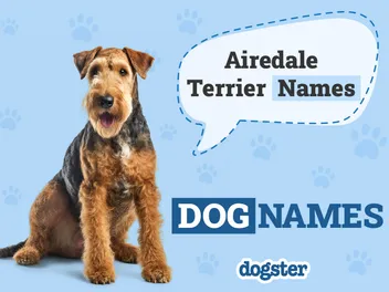 100+ Airedale Terrier Names: Ideas for Classy & Graceful Dogs