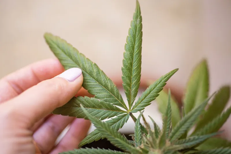 woman holding marijuana leaves