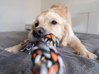 9 DIY Indestructible Dog Toys for Dogs That Chew (With Instructions & Pictures)