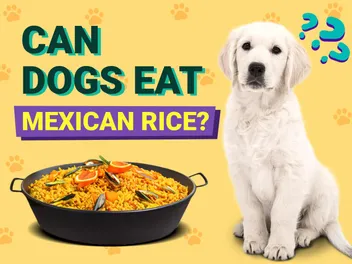 Can Dogs Eat Mexican Rice? Vet-Verified Facts & Tips