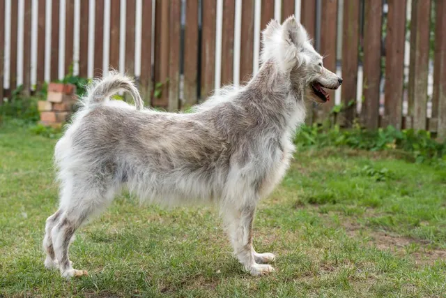 Alopecia in Dogs: Vet-Verified Causes, Signs & Treatments