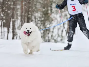 Skijoring with Dogs: What It Is & How to Get Started with the Sport