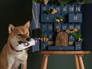 10 Best Eco-Friendly Dog Toys in 2026 - Reviews & Top Picks