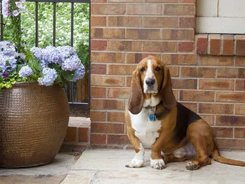 What Were Basset Hounds Bred For? History, Facts & Breed Info