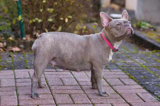 How Many Puppies Can a French Bulldog Have? Vet-Verified Average Litter Size & Pregnancy Info