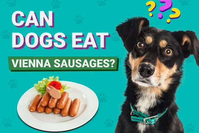 Can Dogs Eat Vienna Sausages? Nutrition Facts & FAQ (Vet Answer)