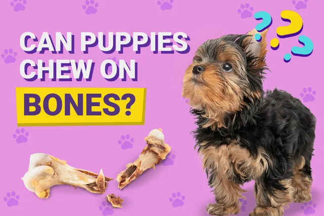 Can Puppies Chew on Bones? Vet Approved Risks & Safe Alternatives