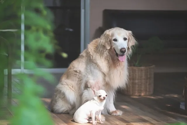 Can a Small Dog Get Pregnant by a Large Dog? Vet-Verified Risks